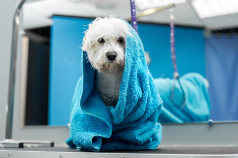 Smiling dog wrapped in towel in stylish, accessible family bathroom in Southampton, reflecting comfort and practicality.